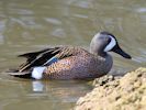 Blue-Winged Teal (WWT Slimbridge March 2012) - pic by Nigel Key